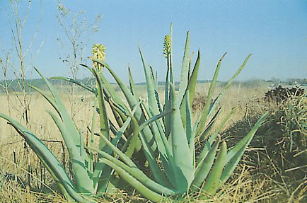 Aloe Vera - Prudukte vom Marktf�hrer Forever Living: Vertrauen Sie dem Original!